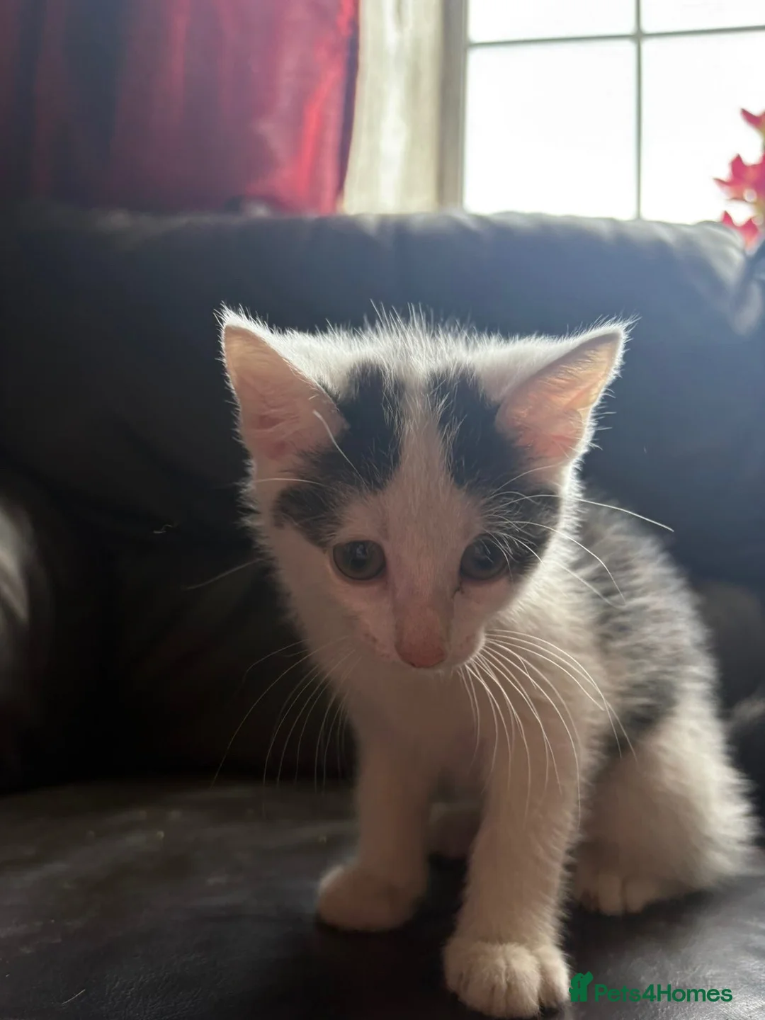 Mixed Breed cats for sale: Bombay x normal shorthair kittens for sale. - Advert 7