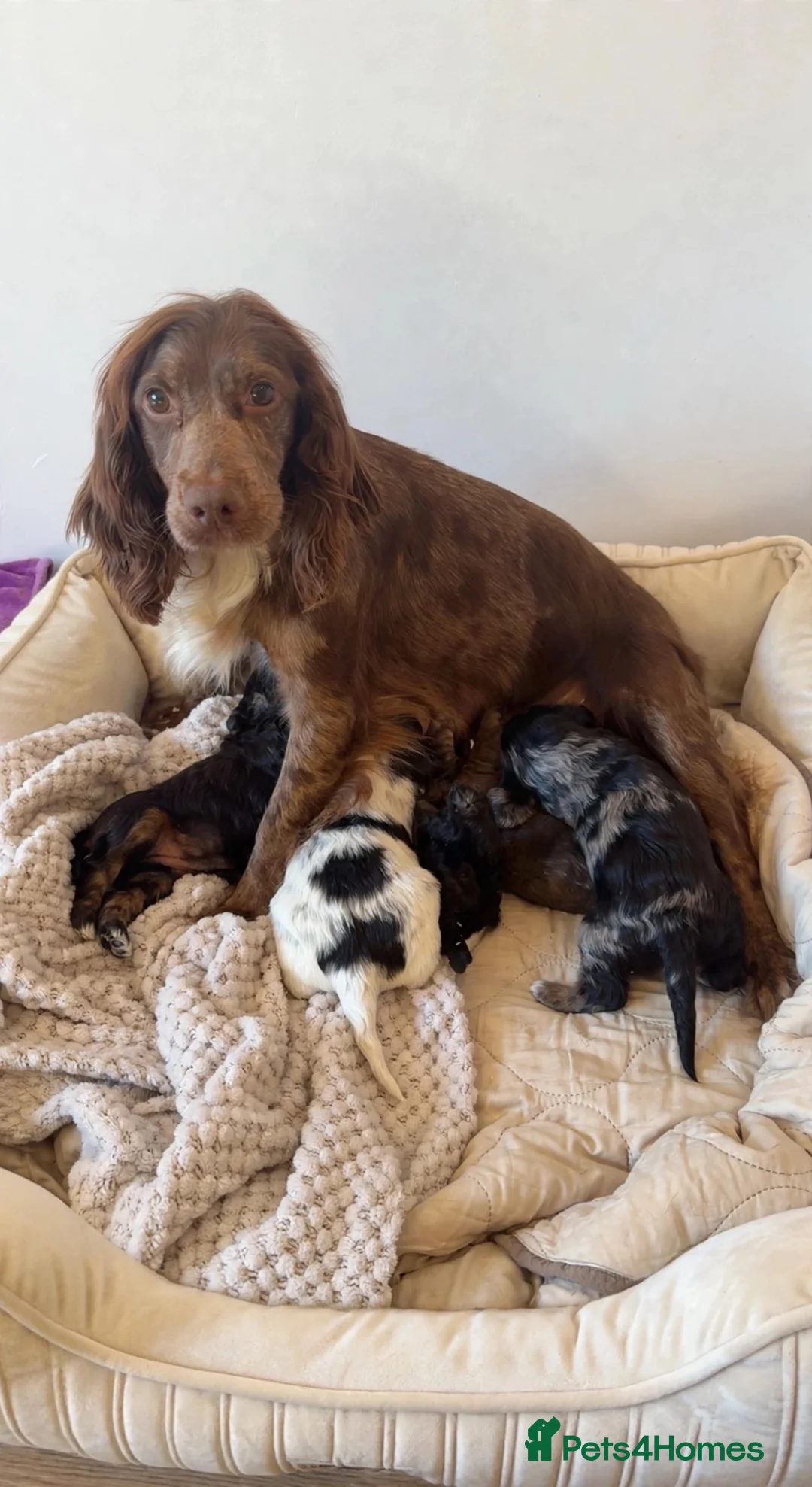 Cockapoo dogs for sale: F1 merl +cockapoo  - Advert 2