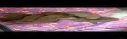 Cavapoo dogs for sale: Excessively dna health tested Cavapoo pups - Advert 23
