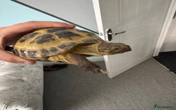 Tortoise reptiles for sale: Horsefield Tortoise - Image 6