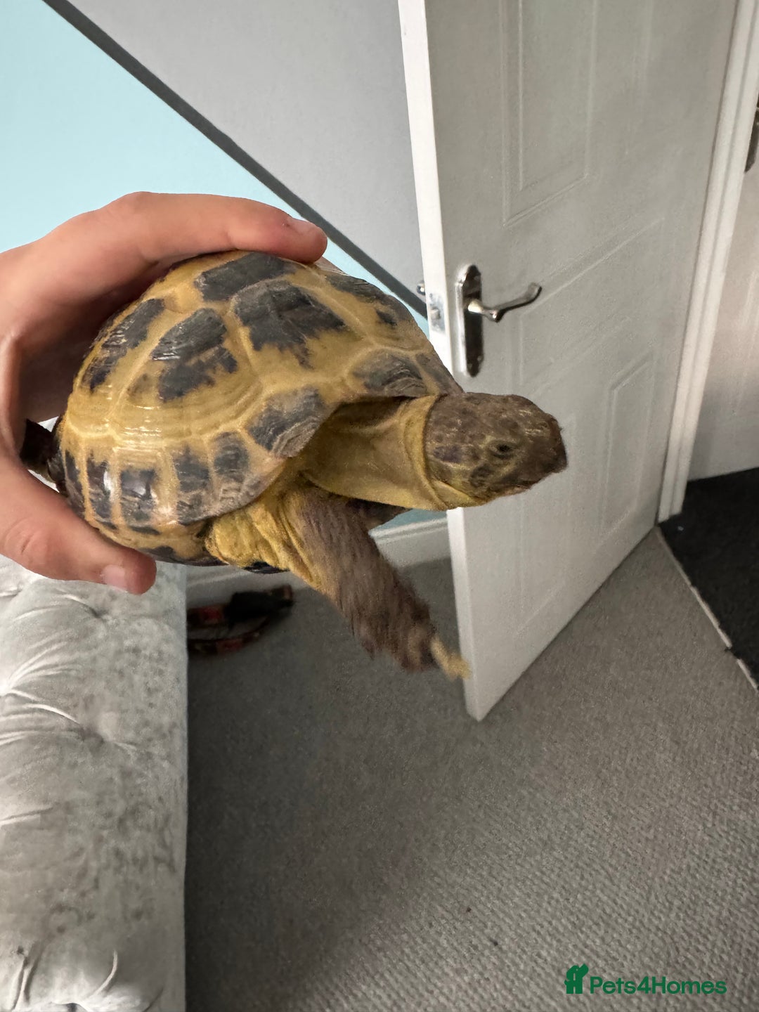 Tortoise reptiles for sale: Horsefield Tortoise - Image 6