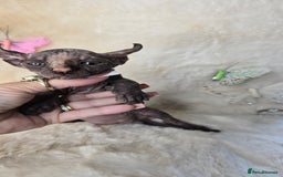 Sphynx cats for sale: Elf sphynx girl with perfect body - Image 4