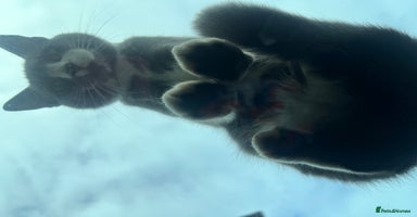 Mixed Breed cats - Advert 2