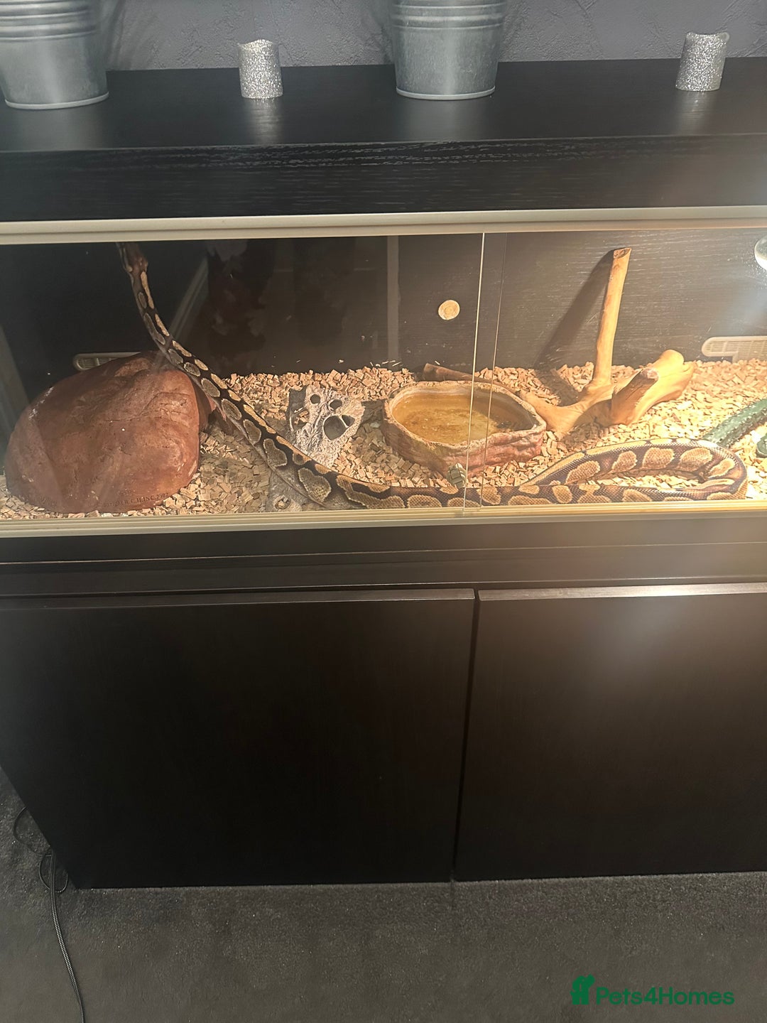 Python Snake reptiles for sale: Ball Python Snake & Full Set-Up vivarium - Image 4