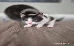 Mixed Breed cats for sale: Beautiful kittens  - Image 4