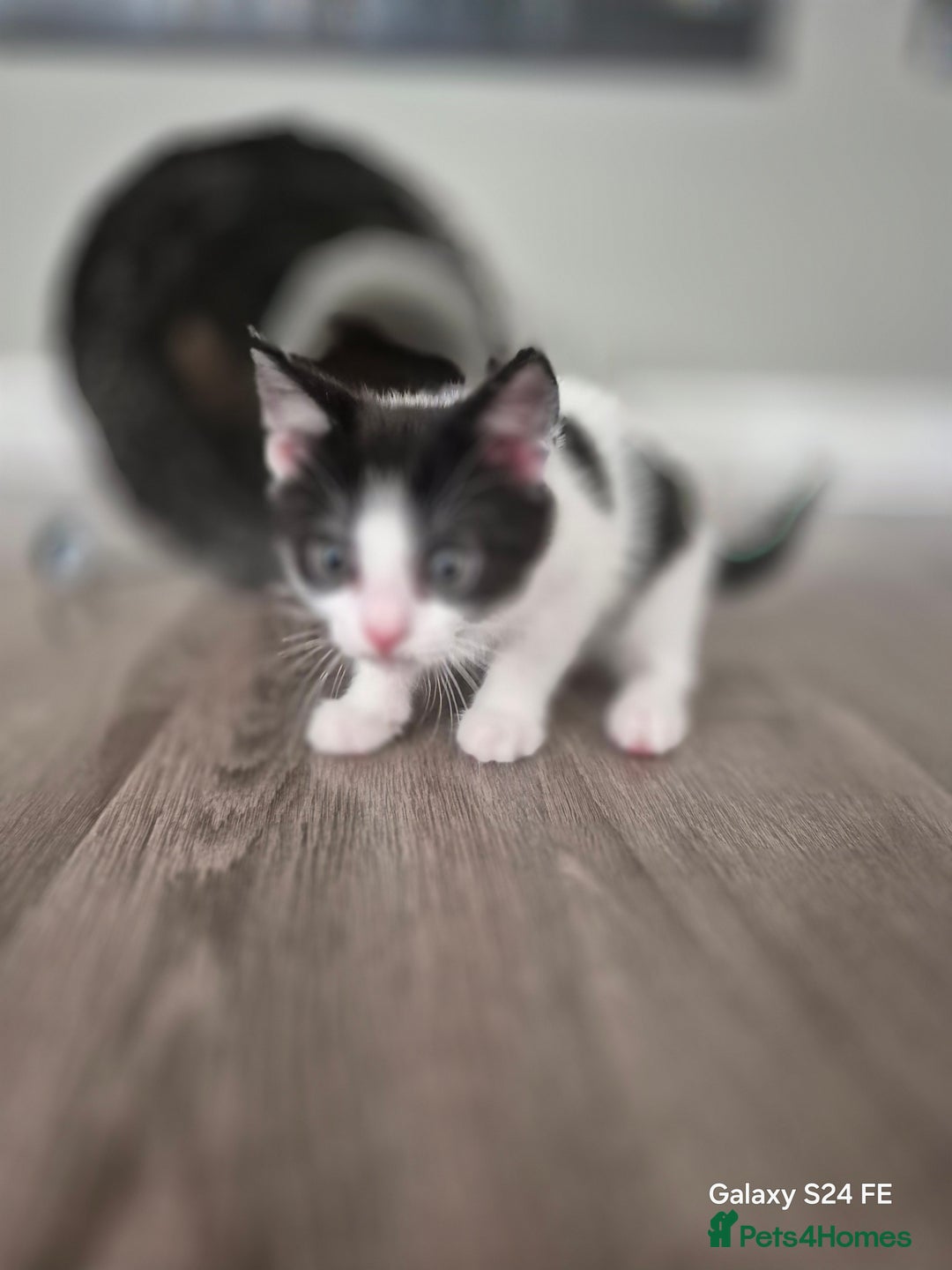 Mixed Breed cats for sale: Beautiful kittens  - Image 4