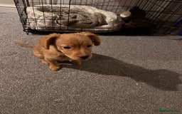 Mixed Breed dogs for sale: Dachshund/frenchie  - Image 6