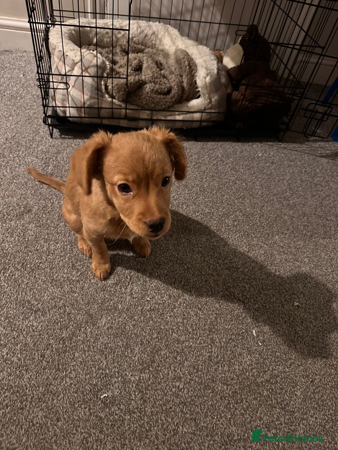 Mixed Breed dogs for sale: Dachshund/frenchie  - Image 6