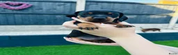 Miniature Dachshund dogs for sale: Miniature dachshund puppies 🩷💙 - Advert 5