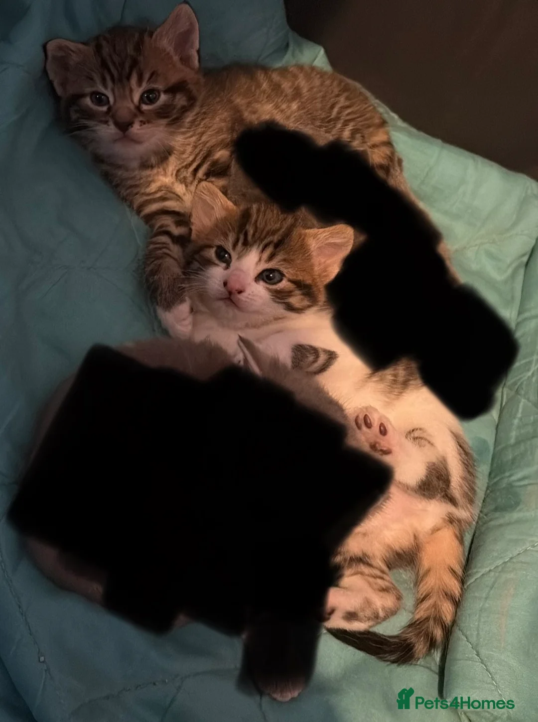 Mixed Breed cats for sale: Mixed litter in Sittingbourne - Advert 5
