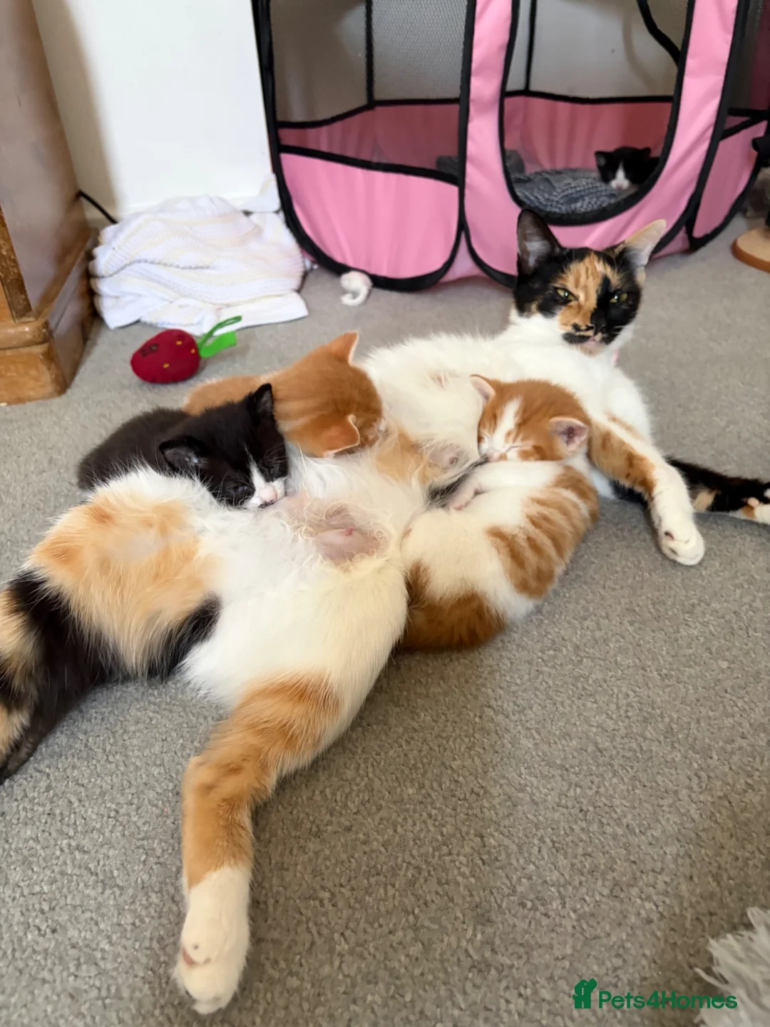 Mixed Breed cats for sale: Cute kittens ready to go  - Advert 1