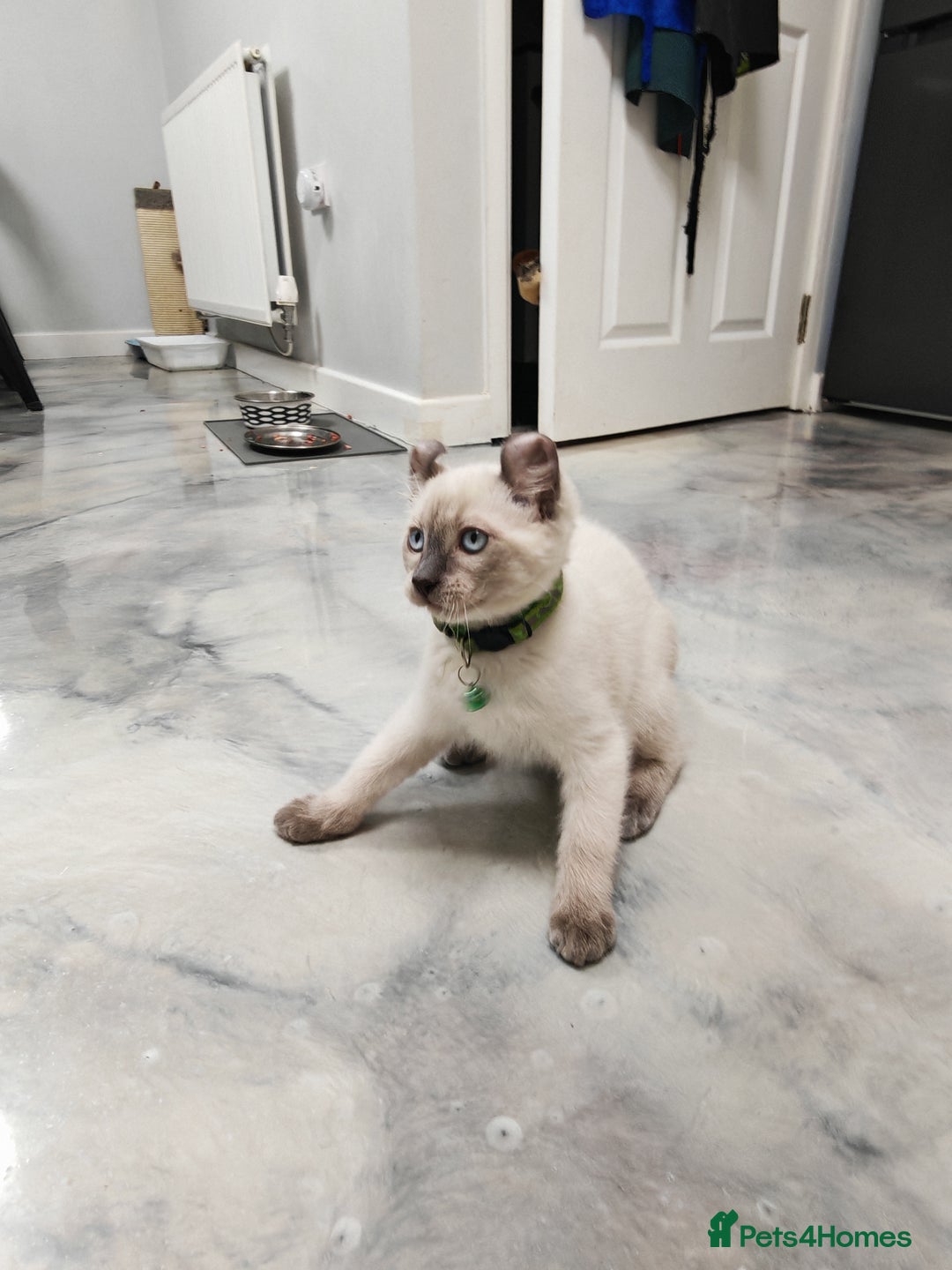 American Curl cats for sale: RARE, Unique, Affectionate American Curl Kittens!  - Advert 33