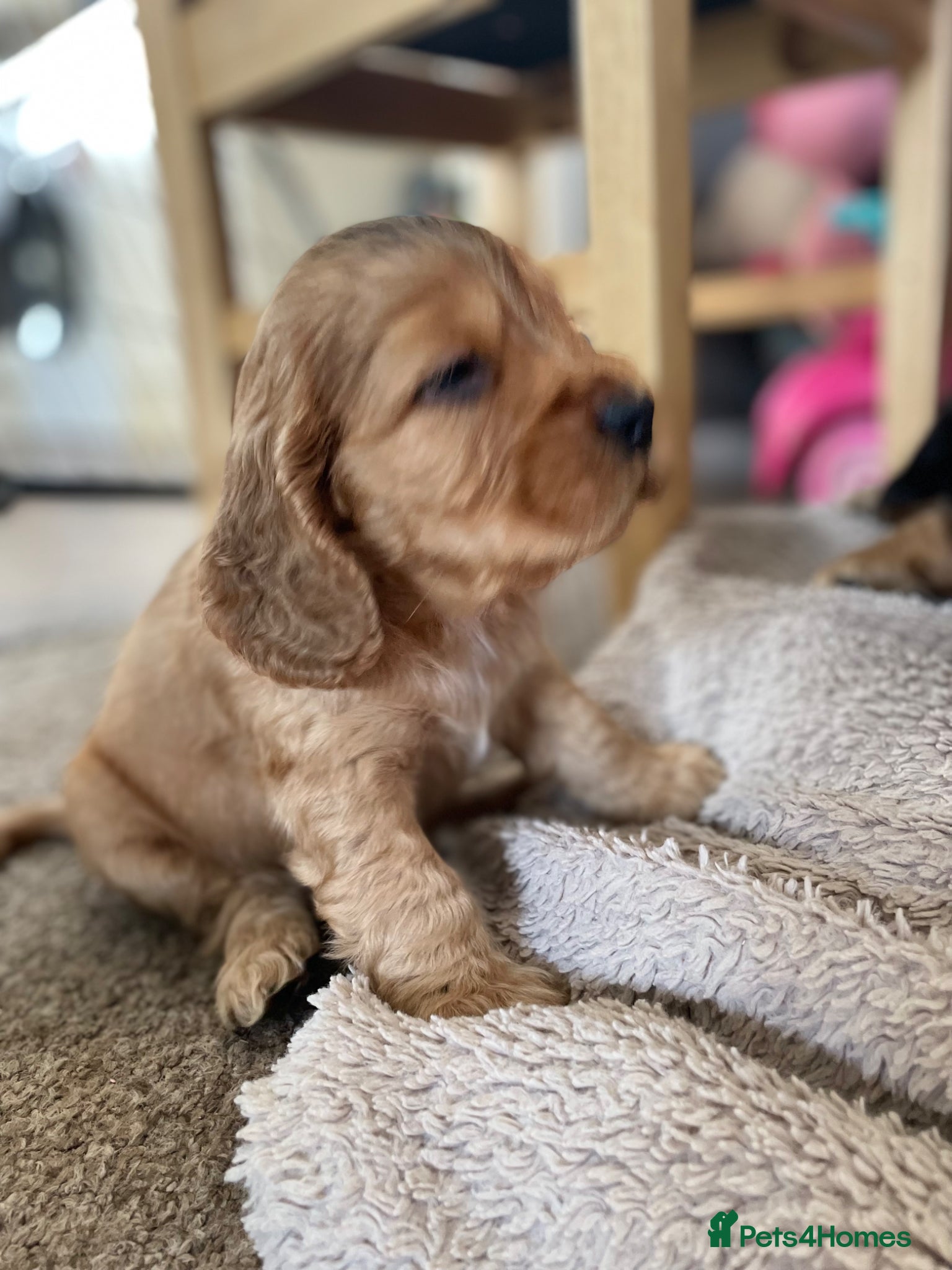 Cocker Spaniel dogs Stunning Show Cocker spaniels  - Advert 2