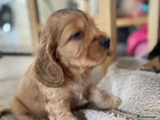 Cocker Spaniel dogs Stunning Show Cocker spaniels - Advert 2