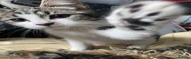 Black and white Maine coon 