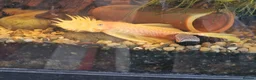 Plecos fish for sale: Male bristlenose plecs in Tadley - Advert 4