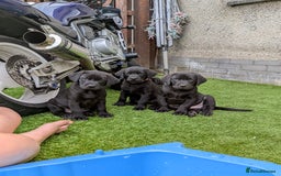 Labrador Retriever dogs for sale: Last black lab bitches available  - Image 6