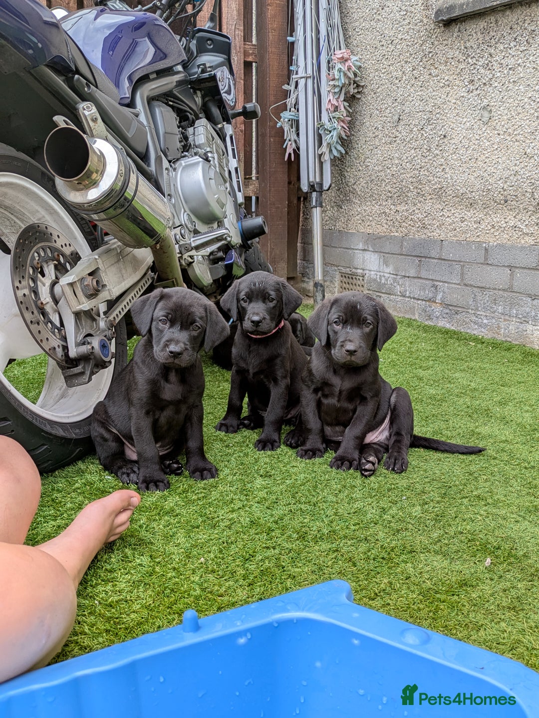 Labrador Retriever dogs for sale: Last black lab bitches available  - Image 6