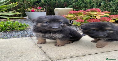 German Shepherd dogs - Advert 8