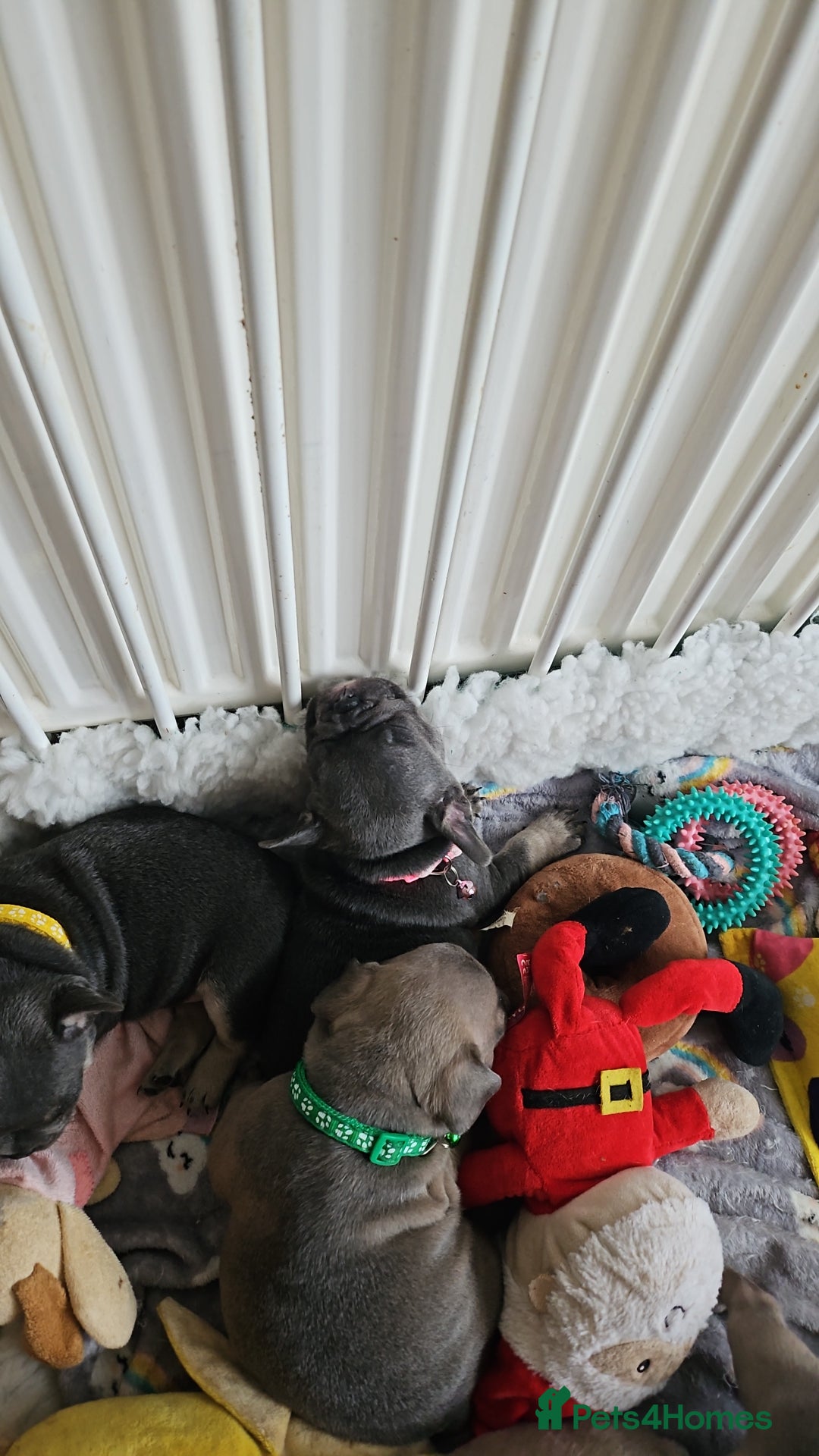 French Bulldog dogs for sale: KC REGISTERED BLUE & TAN FRENCHIES BOYS & GIRLS - Image 4