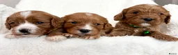Cavapoo dogs for sale: Adorable miniature F1 red Cavapoo puppies  - Advert 8