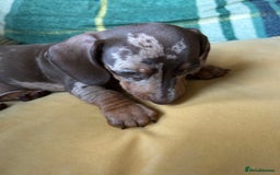 Miniature Dachshund dogs for sale: Female miniature dachshund  - Image 3