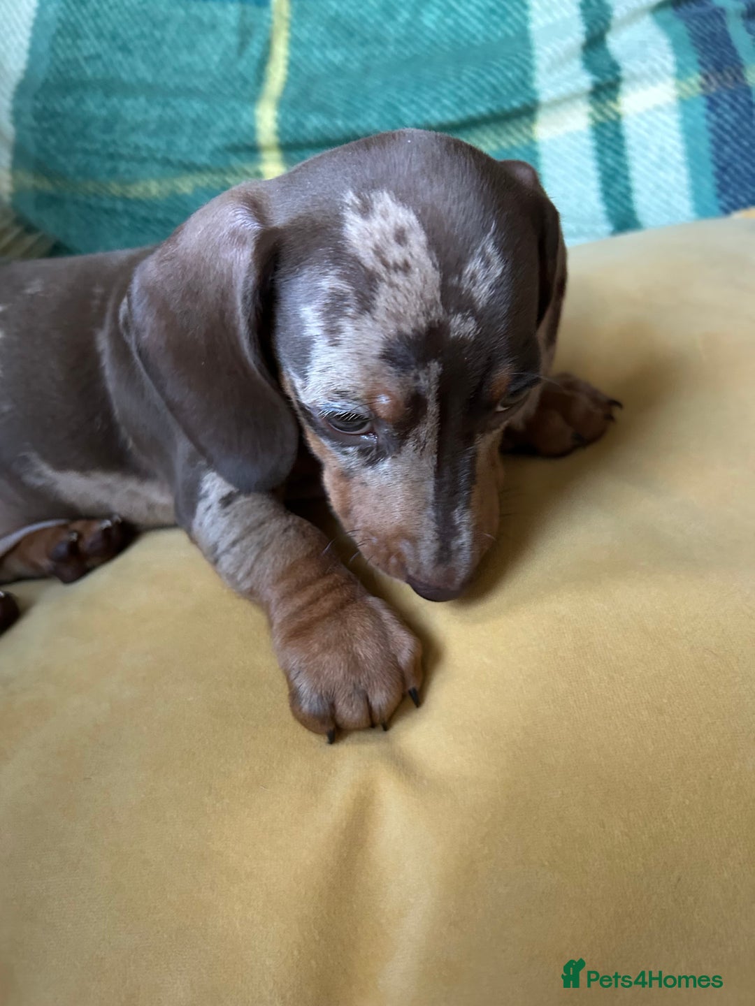 Miniature Dachshund dogs for sale: Female miniature dachshund  - Image 3