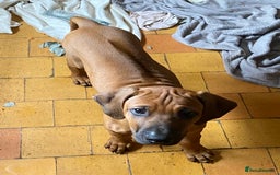 Rhodesian Ridgeback dogs for sale: LADYLIUWA KC REG. LITTER: LAST TWO PUPS FOR SALE in Grantham - Image 14