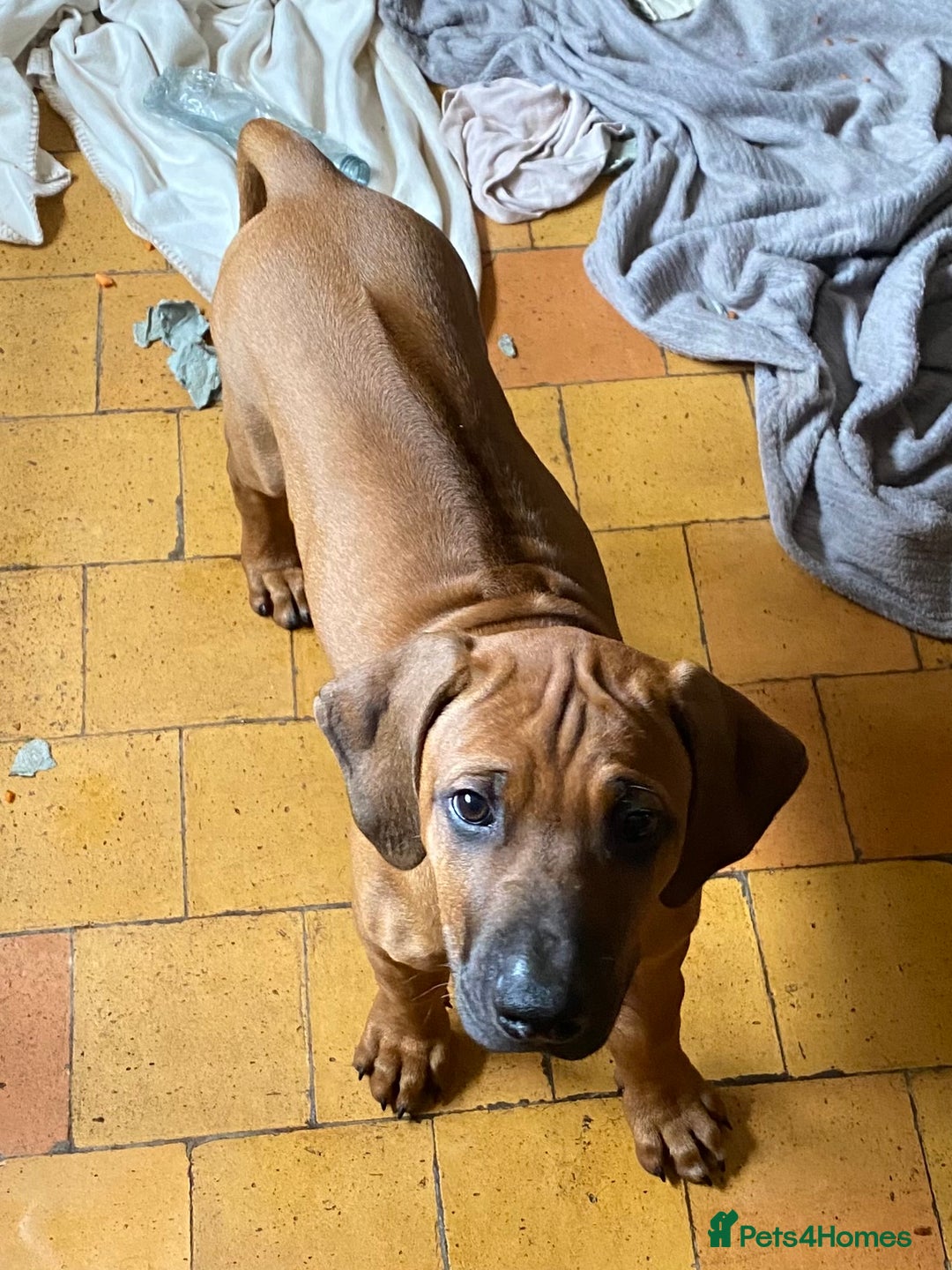Rhodesian Ridgeback dogs for sale: LADYLIUWA KC REG. LITTER: LAST TWO PUPS FOR SALE in Grantham - Image 14