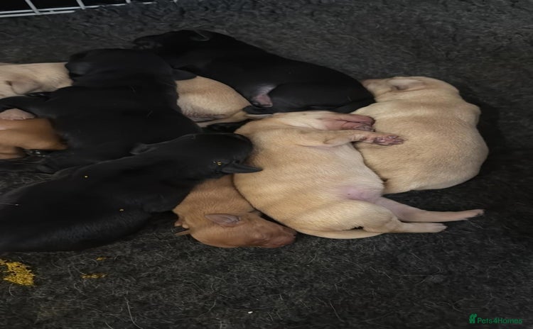 Labrador Retriever dogs - Advert 15