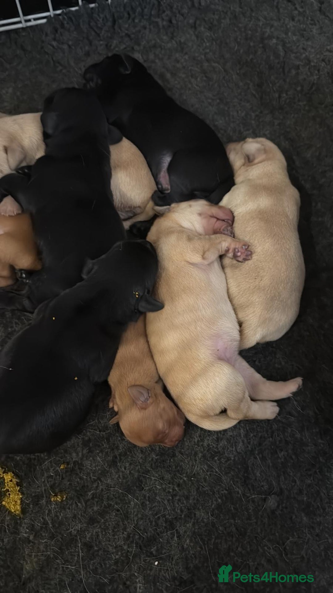 Labrador Retriever dogs for sale: beautiful litter of labradors - Image 5