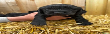 Cockalier Puppy 1