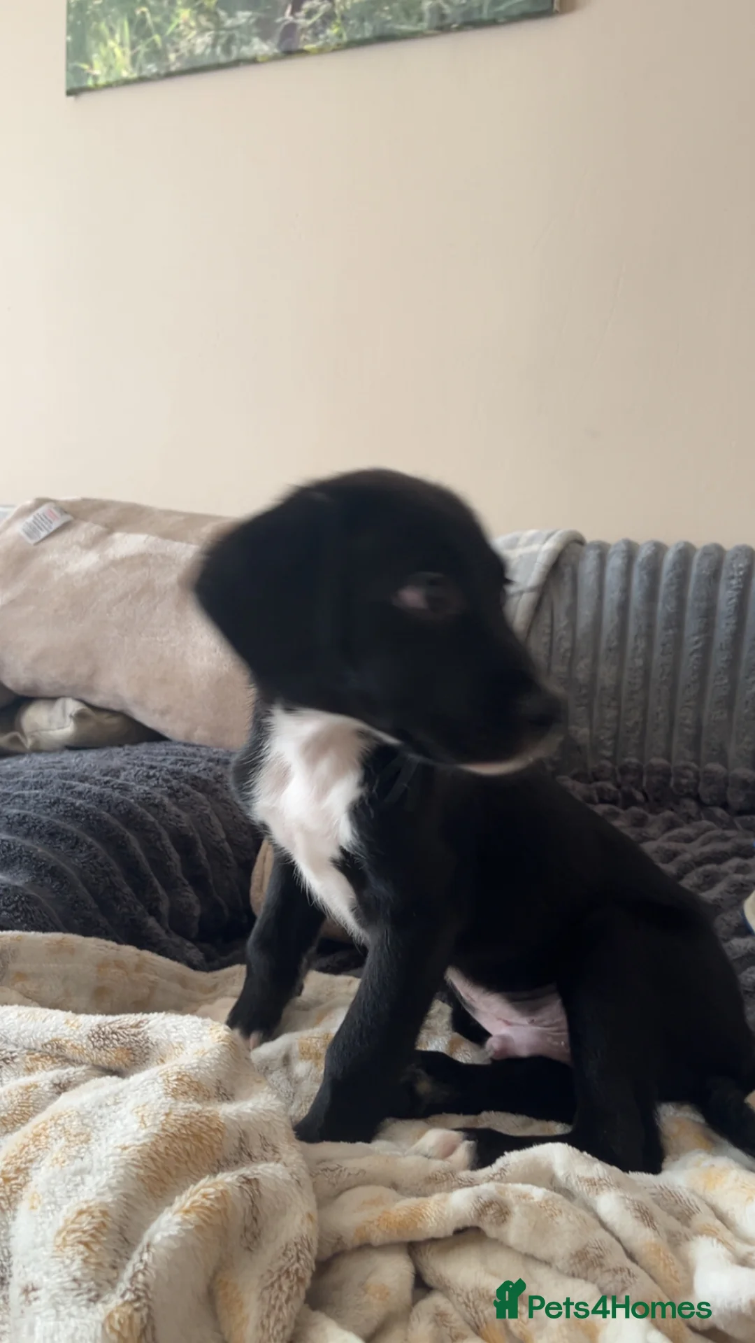 Mixed Breed dogs for sale: 2 month boy puppy  in Lanark - Advert 3