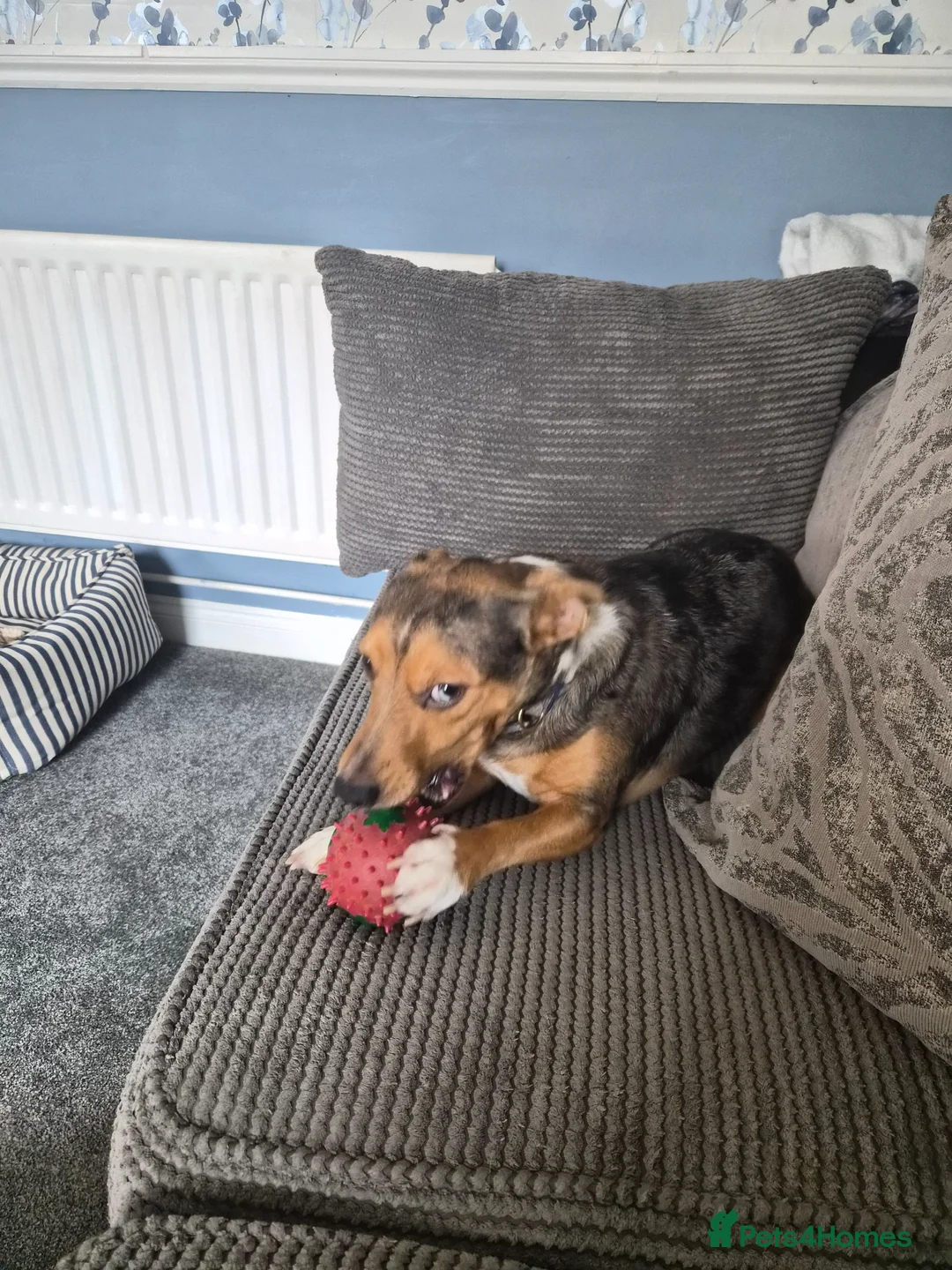 Jack Russell dogs for sale: Free to loving home in Hailsham - Advert 2