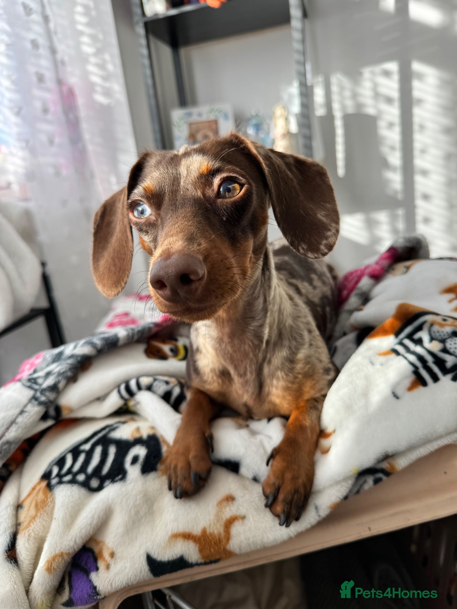 Miniature Dachshund dogs 2 Year old dabble miniature dachshund  - Advert 1