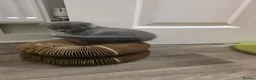 British Shorthair cats for sale: Adorable kittens  - Advert 8