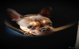 French Bulldog dogs for sale: Bulldog franch  - Image 11