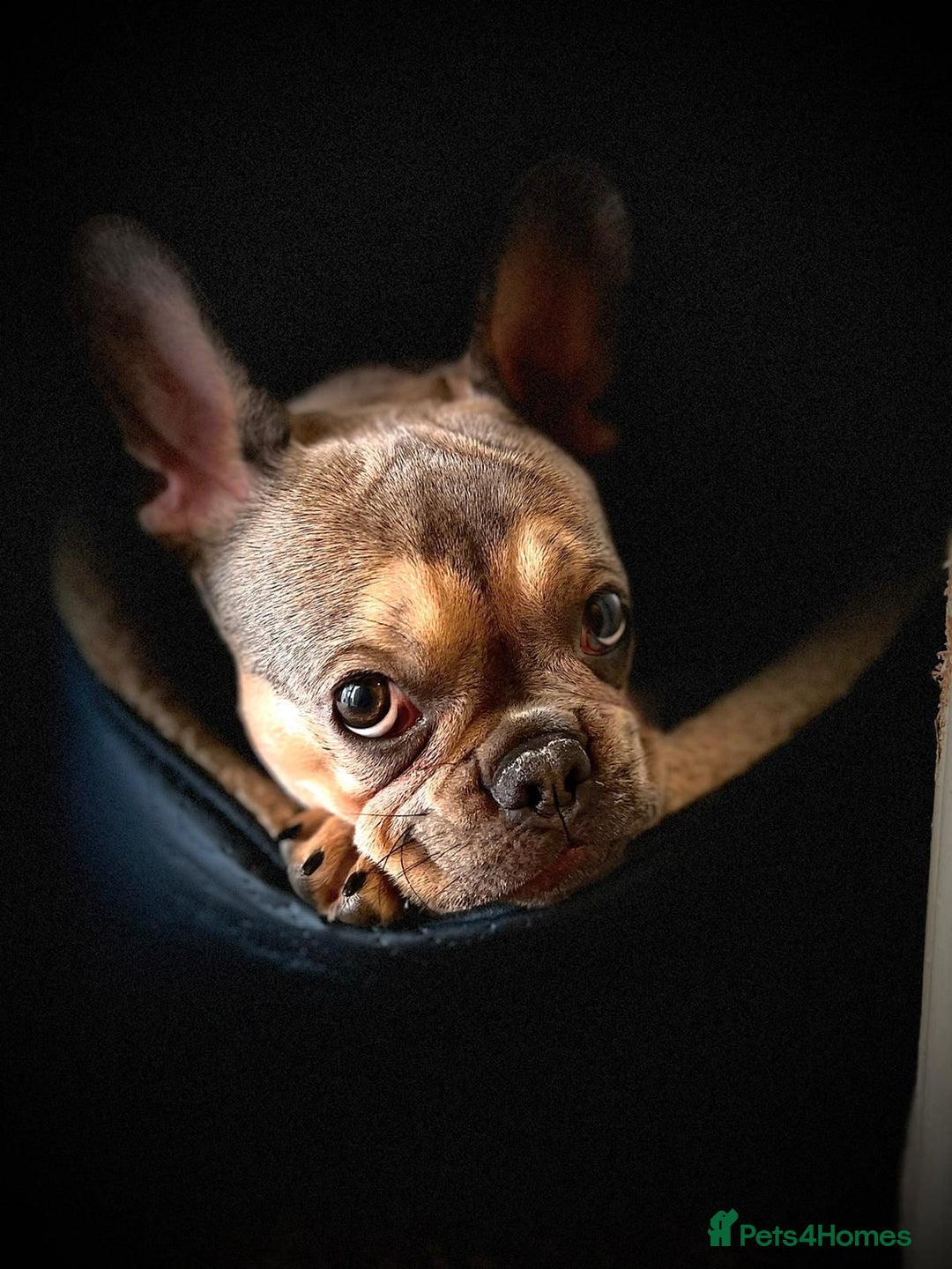 French Bulldog dogs for sale: Bulldog franch  - Image 11