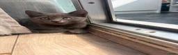 Mixed Breed cats for sale: 2 kittens for sale in Southampton - Advert 6
