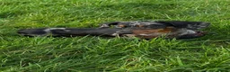 Miniature Dachshund dogs for sale: ** KC reg stunning Mini Dachshund Champ puppies ** - Advert 5