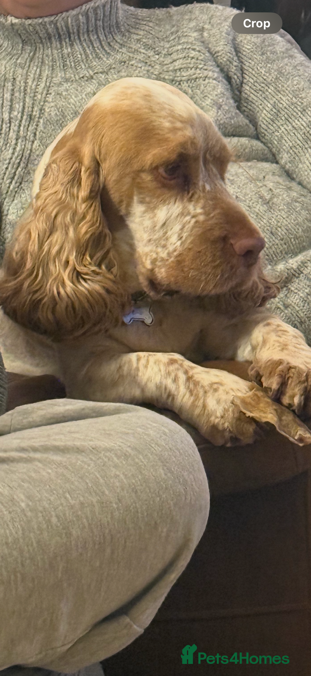 Cocker Spaniel dogs for sale: Gorgeous Show Type Cocker Spaniel Puppies  - Advert 5