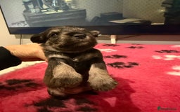 Miniature Schnauzer dogs for sale: KC MAC BVA MIniature Schnauzer puppies  - Image 3
