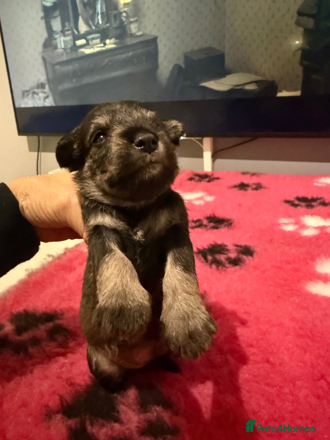 Miniature Schnauzer dogs for sale: KC MAC BVA MIniature Schnauzer puppies  - Image 3