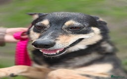 Mixed Breed dogs for adoption: 💖🐶 MARGOSHA 🐶💖 - Image 11