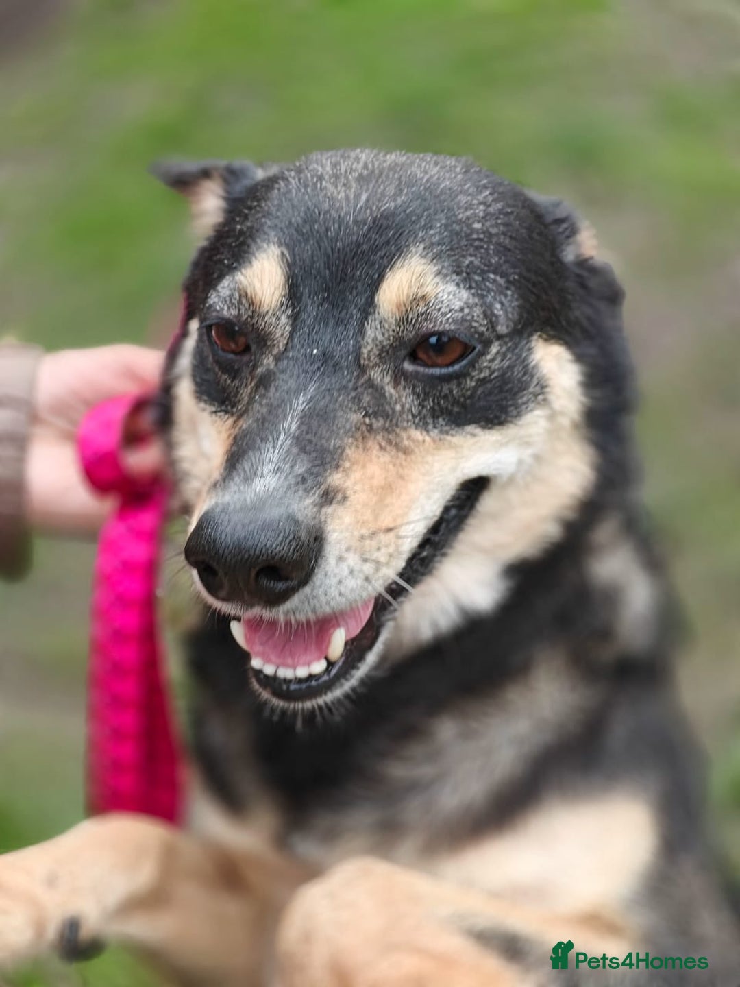 Mixed Breed dogs for adoption: 💖🐶 MARGOSHA 🐶💖 - Image 11