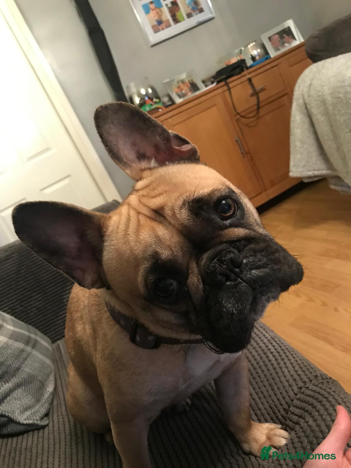 French Bulldog dogs French bulldog  - Advert 1