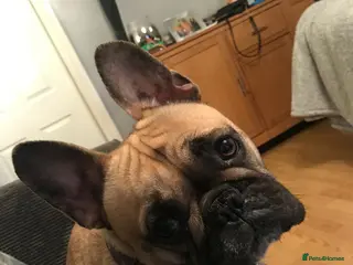 French Bulldog dogs French bulldog - Advert 1