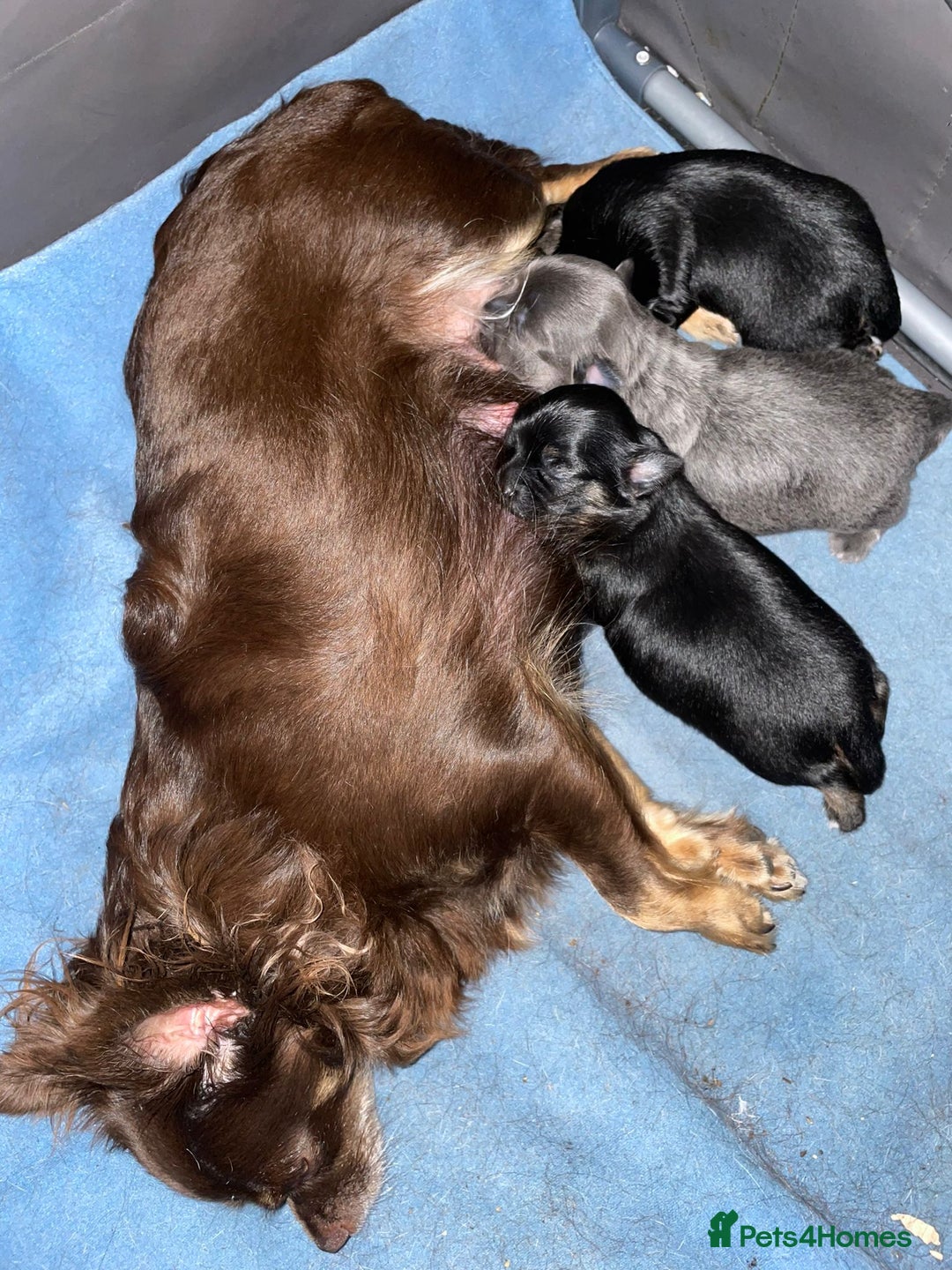 Chihuahua dogs for stud: Blue n tan small chihuahua stud carrying chocolate in Harpenden - Advert 13