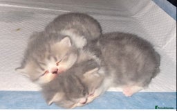 Exotic cats for stud: Stunning White & Grey Exotic Male For Stud  in West Bromwich - Image 6