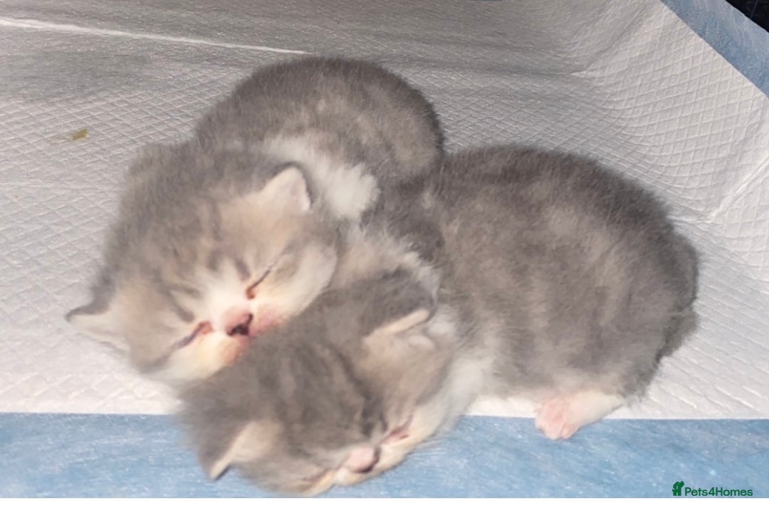 Exotic cats for stud: Stunning White & Grey Exotic Male For Stud  in West Bromwich - Image 6